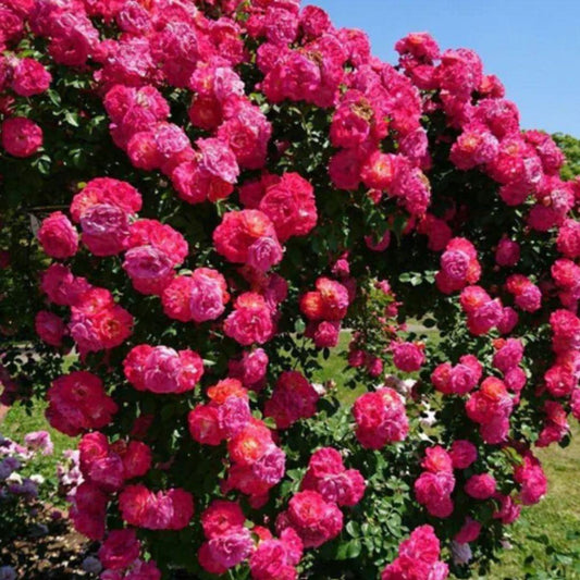 Elegant Climbing Rose Flower Seeds - Robert errands 